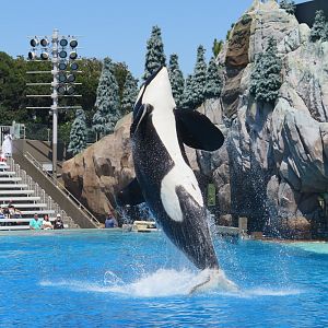 Orca Presentation(8/26/24)