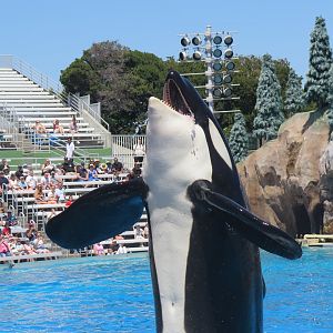 Orca Presentation(8/26/24)