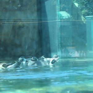 Humboldt Penguin(8/26/24)