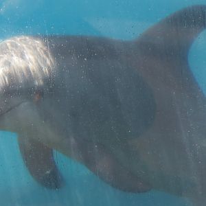 Bottlenose Dolphin