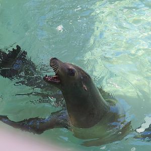 California Sea Lion(8/26/24)