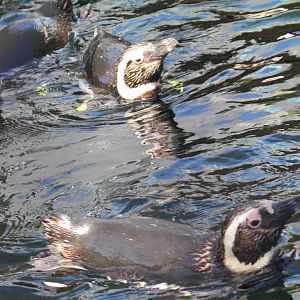 Magellanic Penguin(8/26/24)