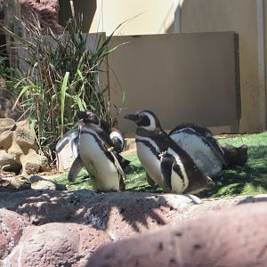 Magellanic Penguin(8/26/24)