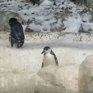 Chinstrap Penguin(8/26/24)