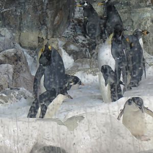 Chinstrap, Adelie, Gentoo, King, Emperor Penguins(8/26/24)