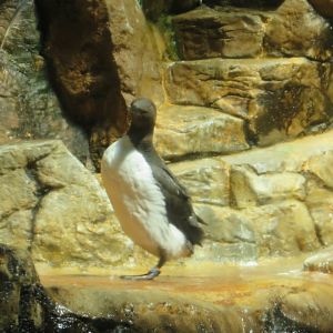 Common Murre(8/26/24)