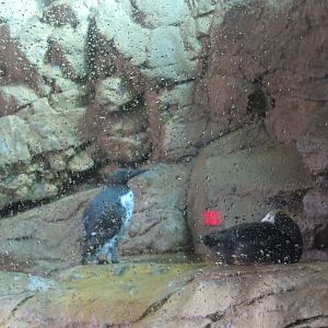 Tufted Puffin, Common Murre(8/26/24)