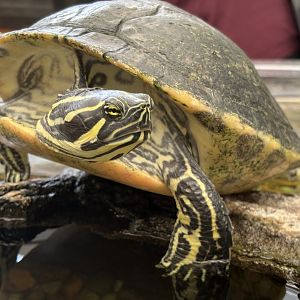 River Cooter or Yellow-bellied Slider?