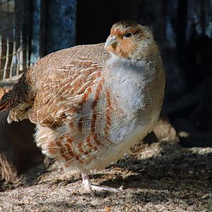 Italian grey partridge (Perdix perdix italica)