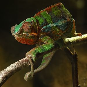 Panther chameleon : Cotswold WP : 14 Mar 2025