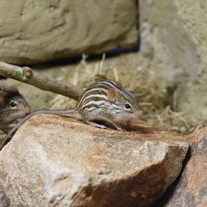 Barbary striped grass mouse