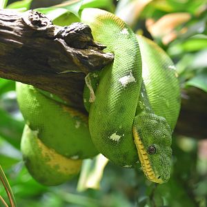 Amazon Basin emerald tree boa