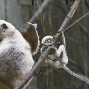 Coquerel's sifaka