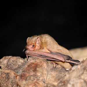 Western Yellow Bat (Lasiurus xanthinus)
