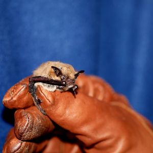 California Myotis (Myotis californicus)