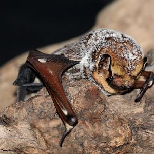 Hoary Bat (Lasiurus cinereus)