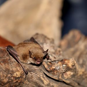 Western Small-footed Myotis (Myotis ciliolabrum)