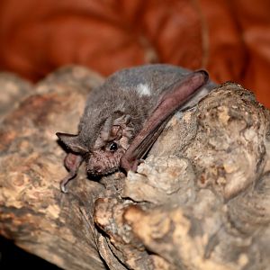Mexican free-tailed bat or Brazilian free-tailed bat (Tadarida brasiliensis)