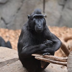 Sulawesi crested macaque