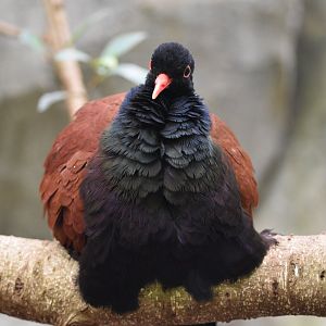White-naped pheasant pigeon
