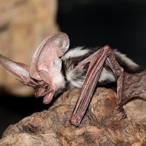 Spotted Bat (Euderma maculatum)
