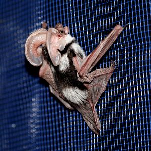 Spotted Bat (Euderma maculatum)