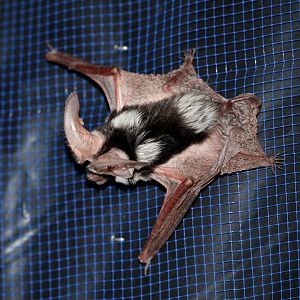 Spotted Bat (Euderma maculatum)