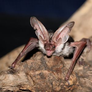 Spotted Bat (Euderma maculatum)