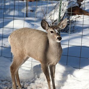 Coues's White-tailed Deer (Odocoileus virginianus couesi)