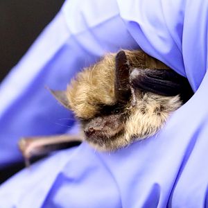 Arizona Myotis (Myotis occultus)