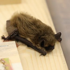 Arizona Myotis (Myotis occultus)