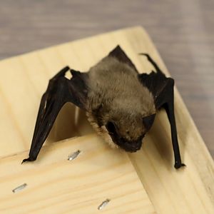 Canyon Bat (Parastrellus hesperus)