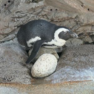 African Penguin (Spheniscus demersus)