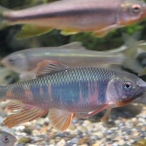 Pale Chub (Zacco platypus)