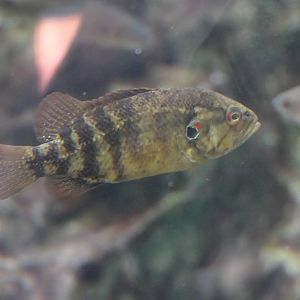 Japanese Aucha Perch (Coreoperca kawamebari)