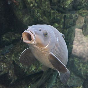 Amur Carp (Cyprinus rubrofuscus)