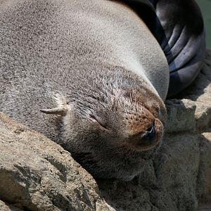 South American Fur Seal (Arctocephalus australis)