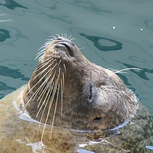 Spotted Seal (Phoca largha)