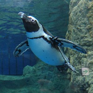 African Penguin (Spheniscus demersus)