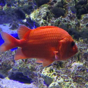 Japanese Soldierfish (Ostichthys japonicus)