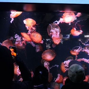 Sea Nettles (Chrysaora sp.)