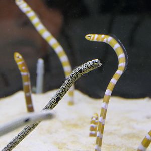 Spotted Garden Eel (Heteroconger hassi) and Splendid Garden Eel (Gorgasia preclara)