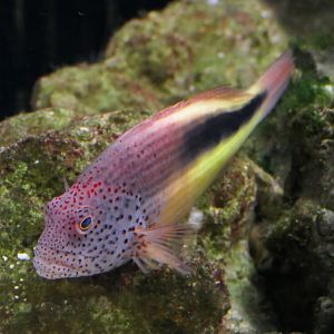 Freckled Hawkfish (Paracirrhites forsteri)