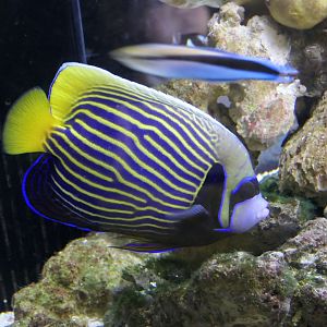 Emperor Angelfish (Pomacanthus imperator)