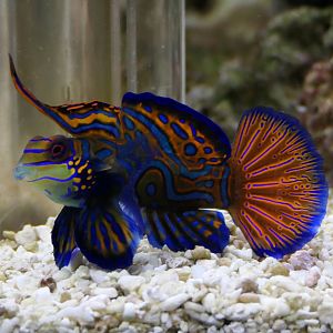 Mandarin Dragonet (Synchiropus splendidus)