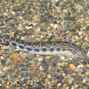Tango Stripe Spined Loach (Cobitis takenoi)