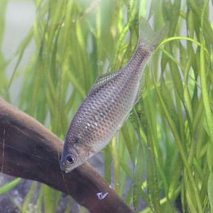 Shirohiretabira (Acheilognathus tabira tabira)