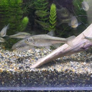 Golden Venus Chub (Hemigrammocypris neglecta)