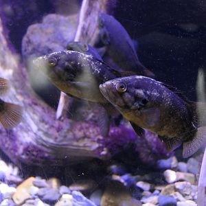 Japanese Aucha Perch (Coreoperca kawamebari)