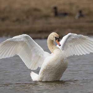 Mute Swan (Wild) UK